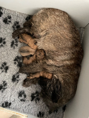 An durzhunell - Cairn Terrier - Portée née le 23/04/2024