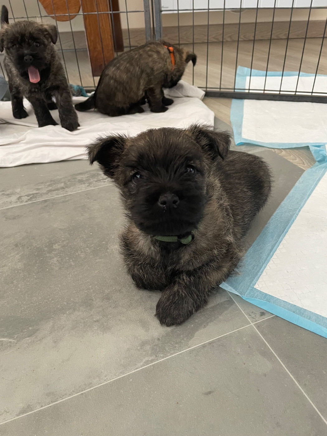Petit mâle de disponible, très joueur, habitué aux chats, vit à la maison. Disponible fin mai.