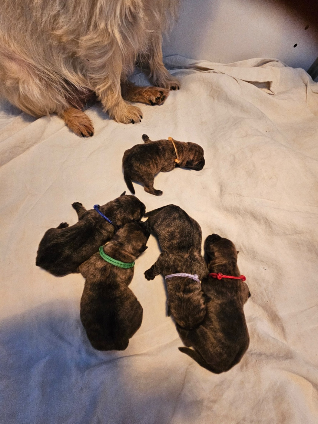 Chiot Cairn Terrier An durzhunell